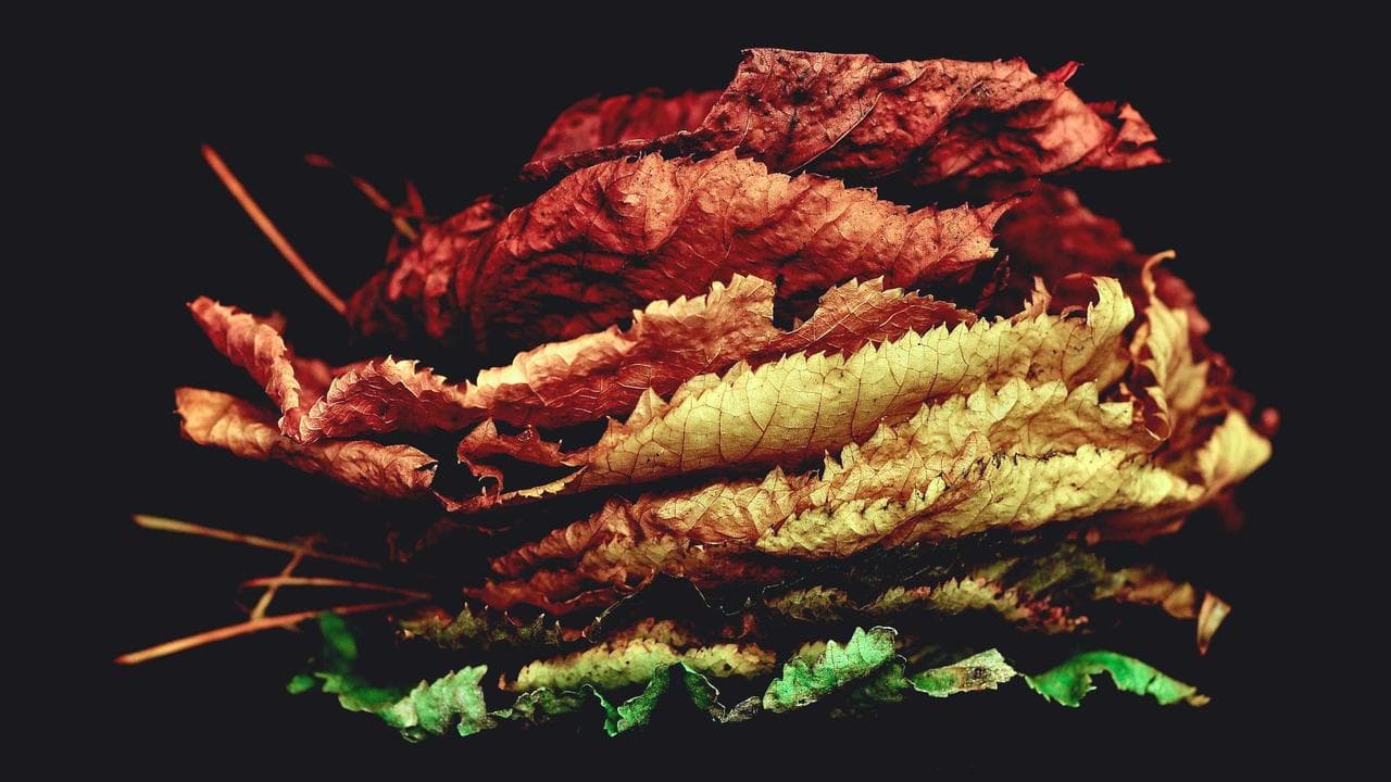 Charging Ahead: Top 5 Insights into India's EV Boom (Tata, Mahindra & Beyond)