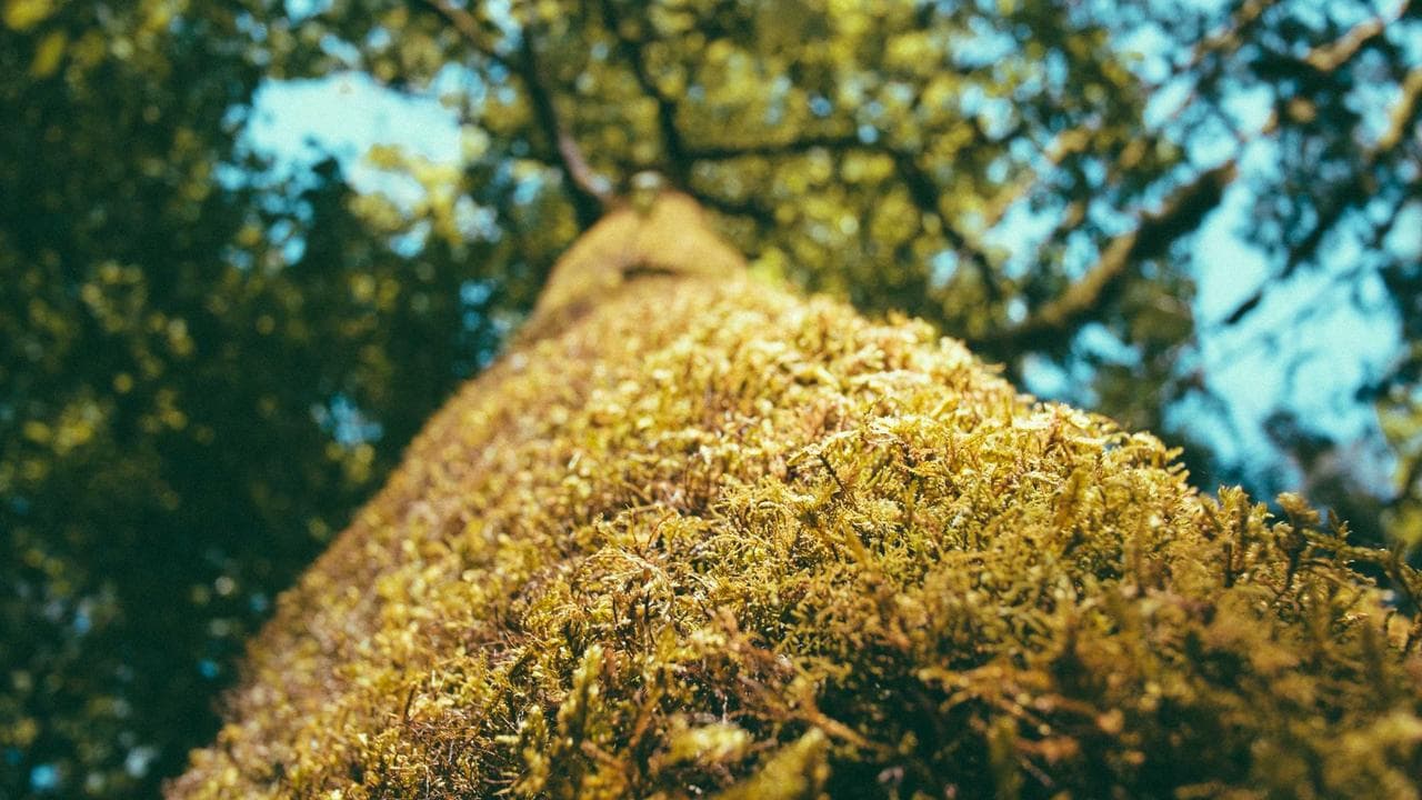 India's Smartphone Pulse: 5G Acceleration, Budget Kings, and Your Next Perfect Phone!